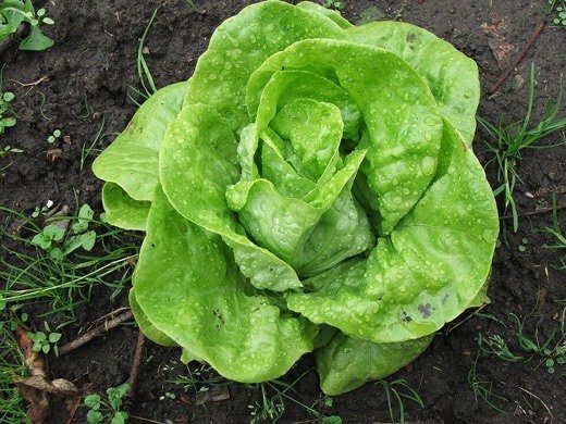 Celtuce