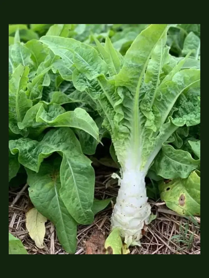 Celtuce real-world photo reference (Lactuca sativa var. augustana)