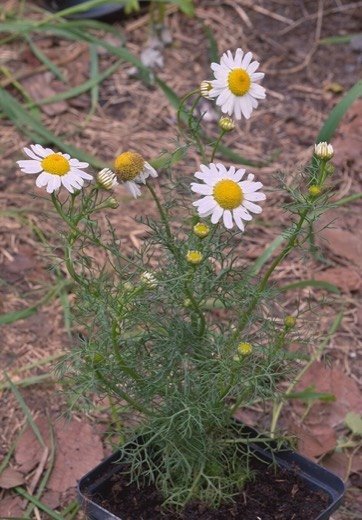 Chamomile, Annual (Matricaria chamomilla)