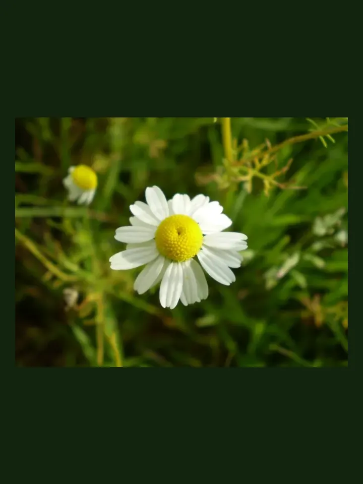 Chamomile, Annual real-world photo reference (Matricaria chamomilla)