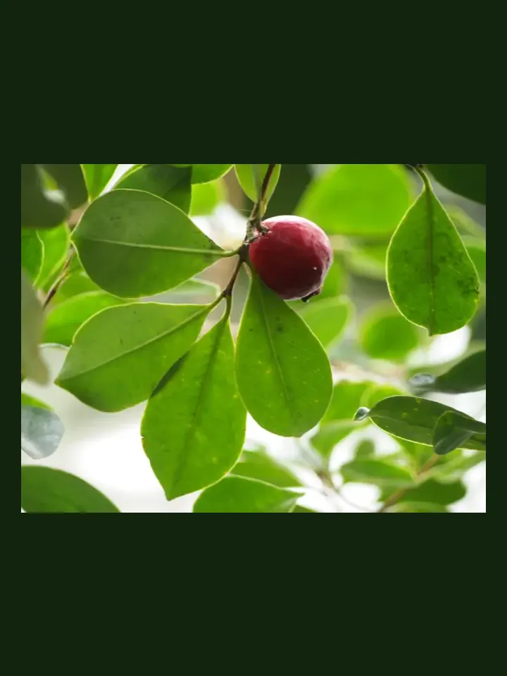 Cherry Guava real-world photo reference (Psidium cattleianum)