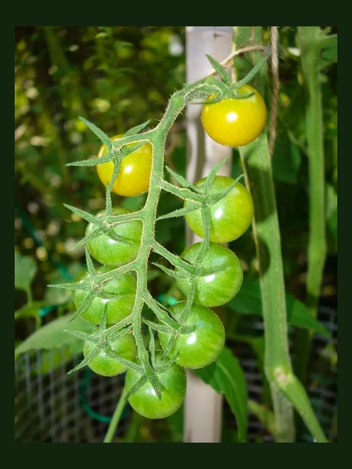 Cherry Tomato real-world photo reference (Solanum lycopersicum var. cerasiforme)