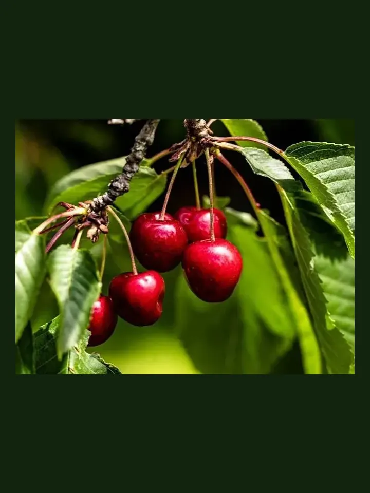Cherry real-world photo reference (Prunus avium)