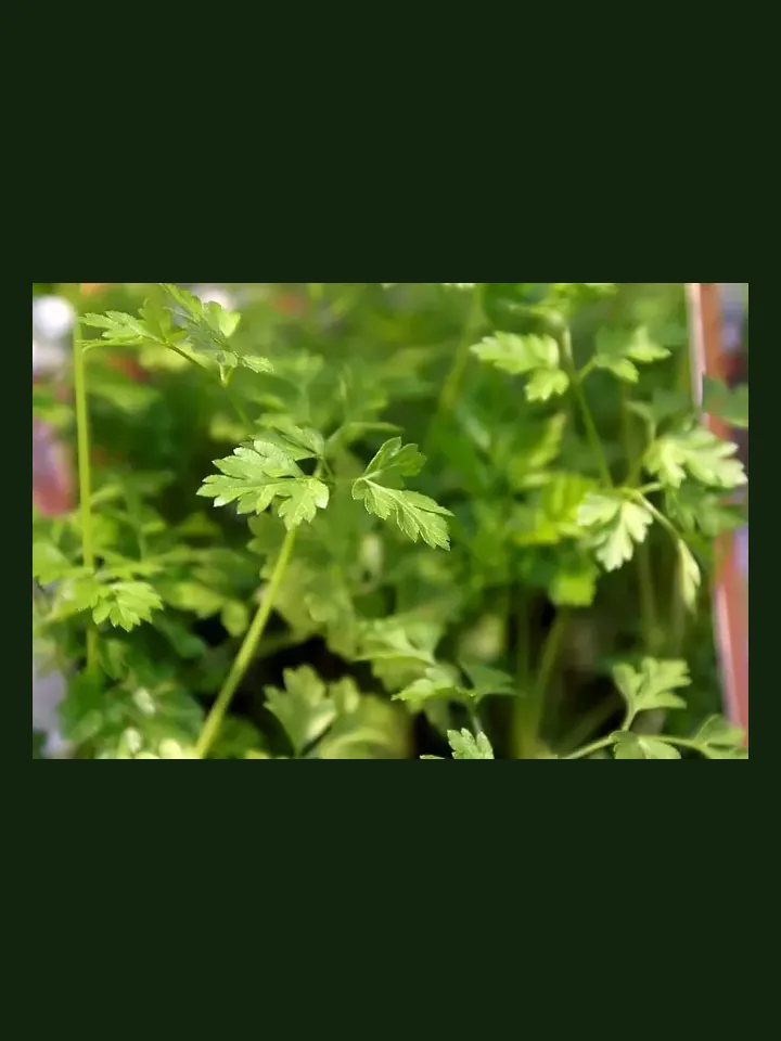 Chervil real-world photo reference (Anthriscus cerefolium)