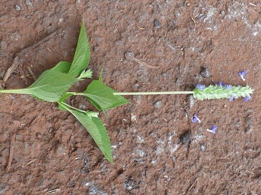 Chia (Salvia hispanica)