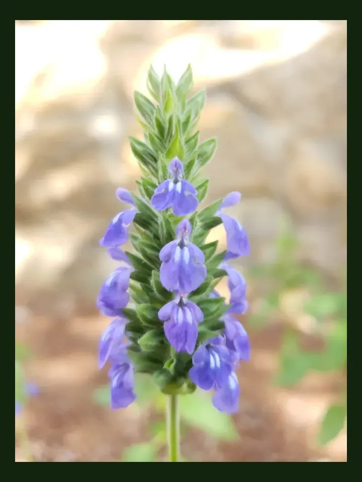 Chia real-world photo reference (Salvia hispanica)