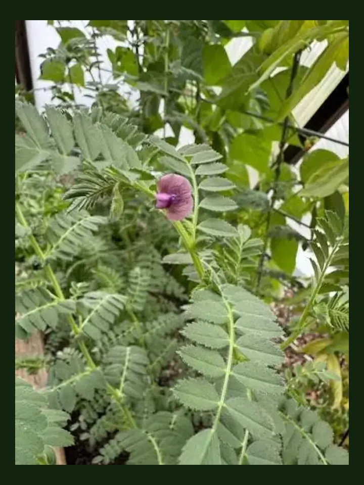 Chickpea real-world photo reference (Cicer arietinum)