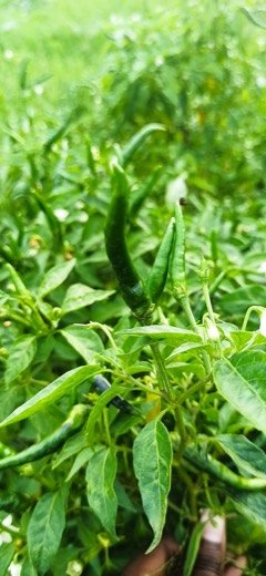 Chilli Pepper (Capsicum frutescens)