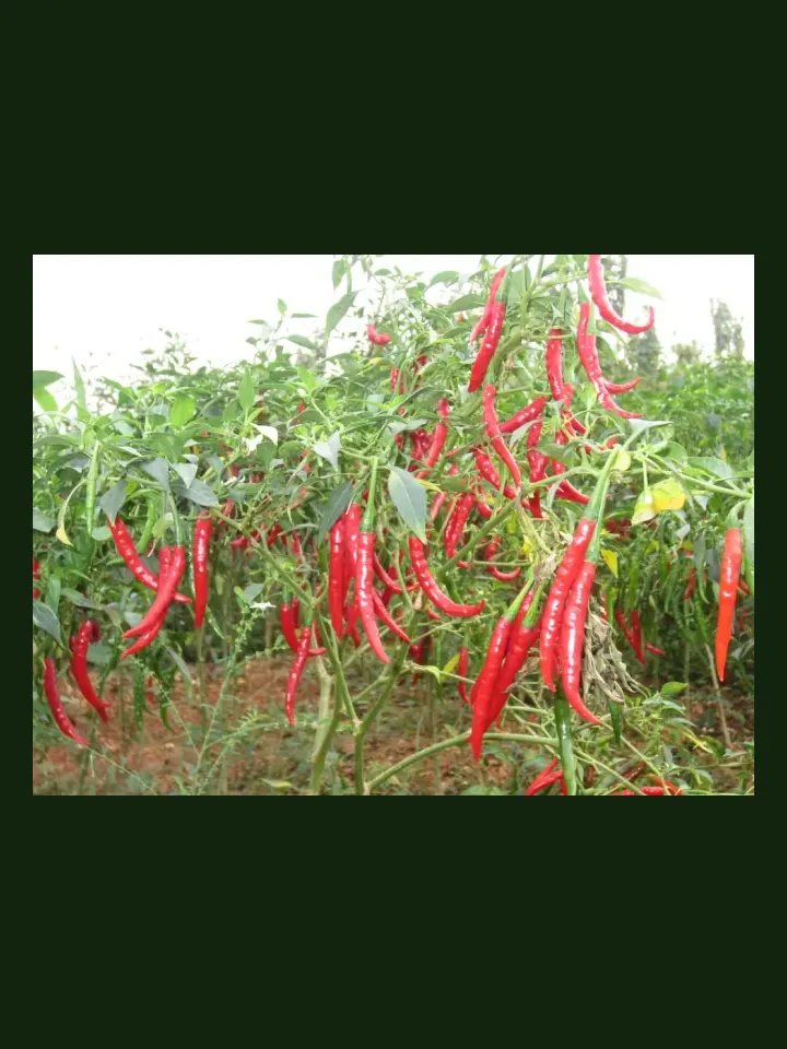 Chilli Pepper real-world photo reference (Capsicum frutescens)