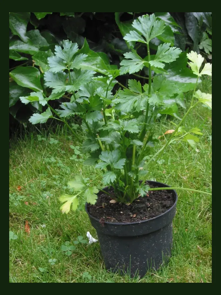 Chinese Celery real-world photo reference (Apium graveolens var. secalinum)