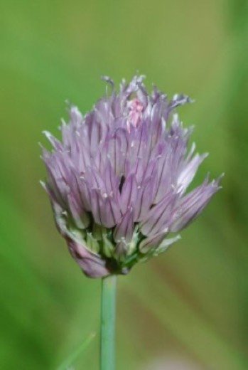 Chives (Allium schoenoprasum)