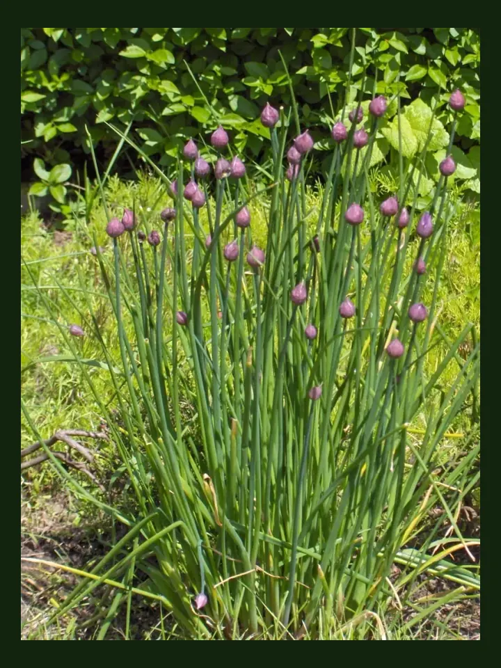 Chives real-world photo reference (Allium schoenoprasum)