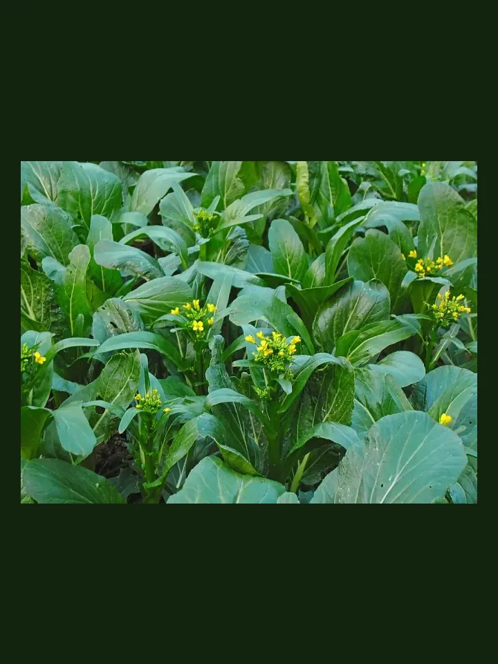 Choy Sum real-world photo reference (Brassica rapa var. parachinensis)