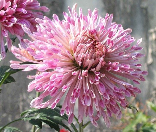 Chrysanthemum (Chrysanthemum morifolium)