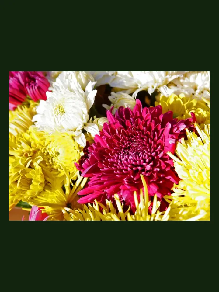Chrysanthemum real-world photo reference (Chrysanthemum morifolium)