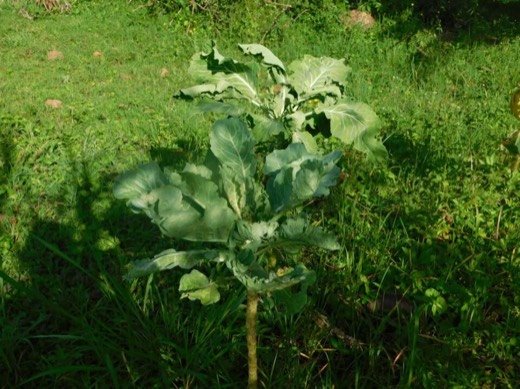 Collards