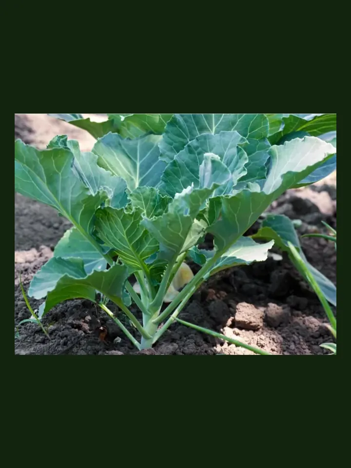 Collards real-world photo reference (Brassica oleracea var. viridis)