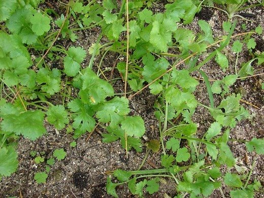 Coriander (Coriandrum sativum)