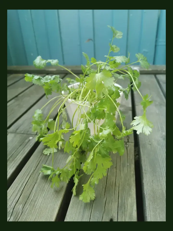 Coriander real-world photo reference (Coriandrum sativum)