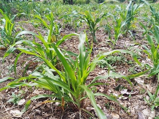 Corn (Zea mays)