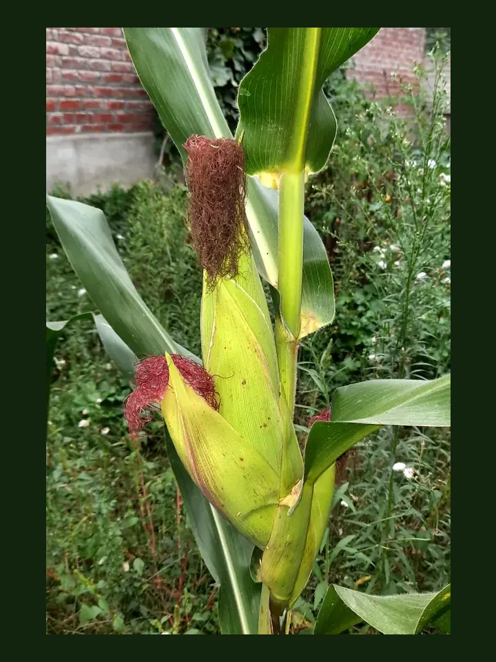 Corn real-world photo reference (Zea mays)