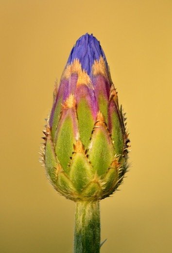 Cornflower (Centaurea cyanus)