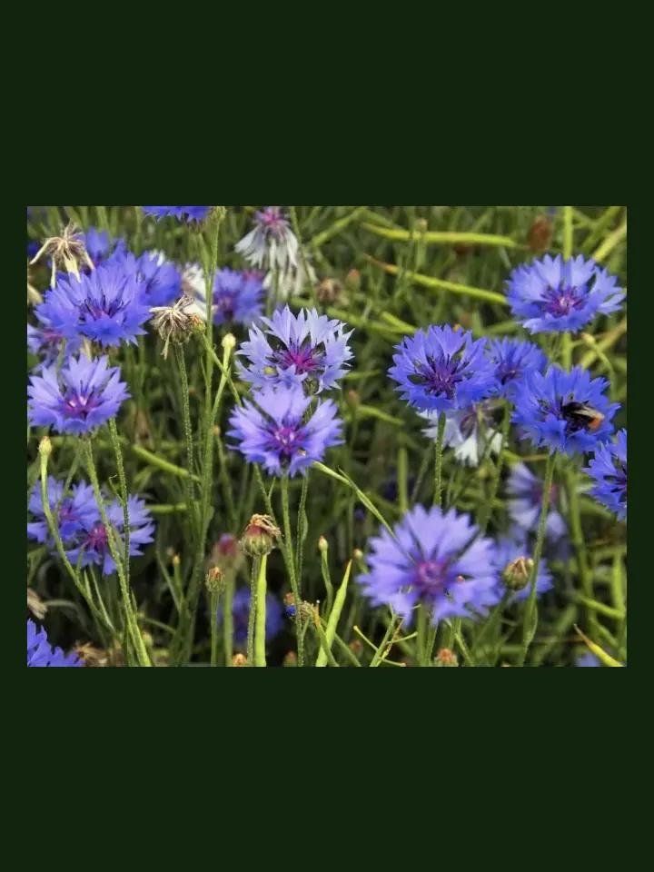 Cornflower real-world photo reference (Centaurea cyanus)