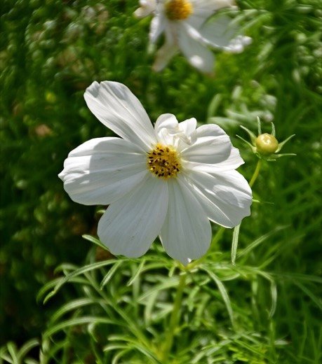 Cosmos (Cosmos bipinnatus)