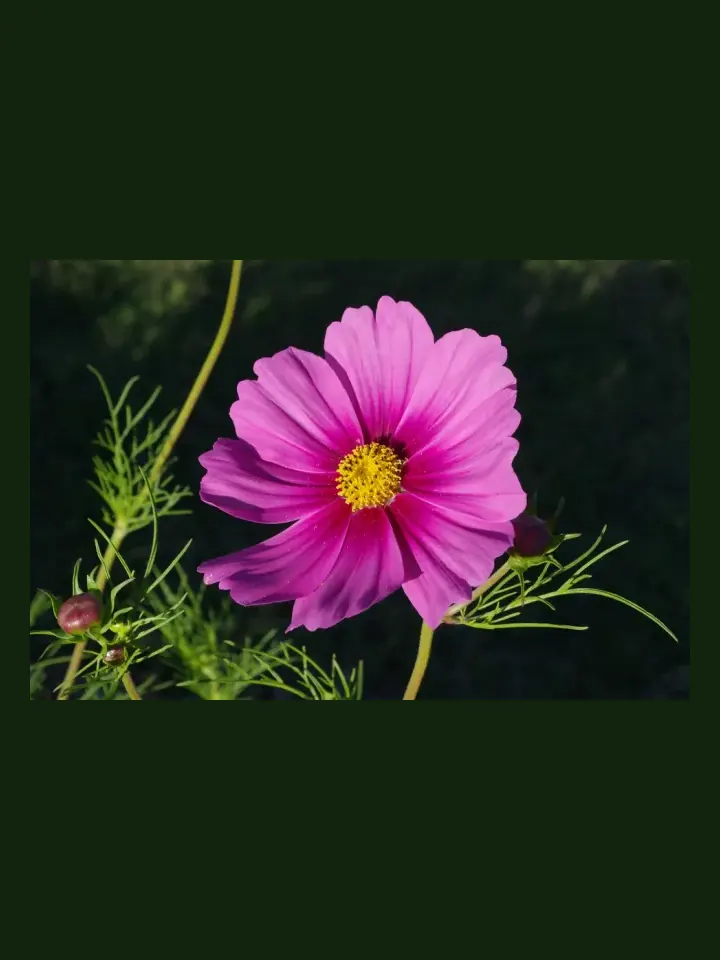 Cosmos real-world photo reference (Cosmos bipinnatus)