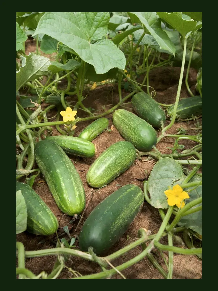 Cucumber real-world photo reference (Cucumis sativus)