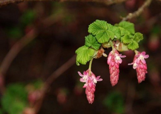 Currant (Ribes spp.)