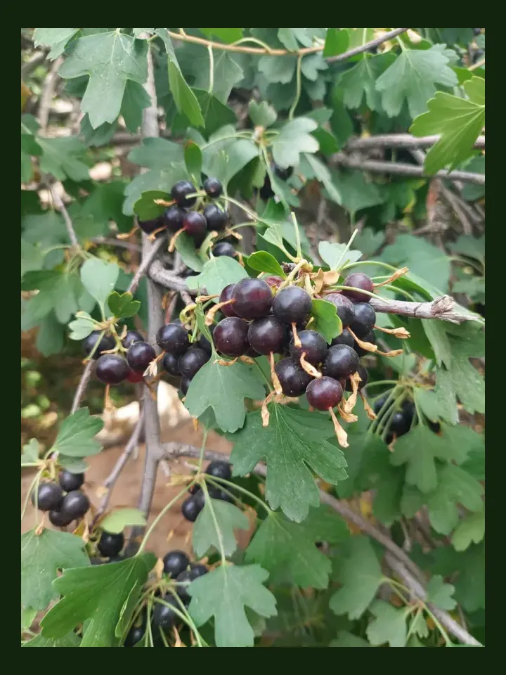 Currant real-world photo reference (Ribes spp.)