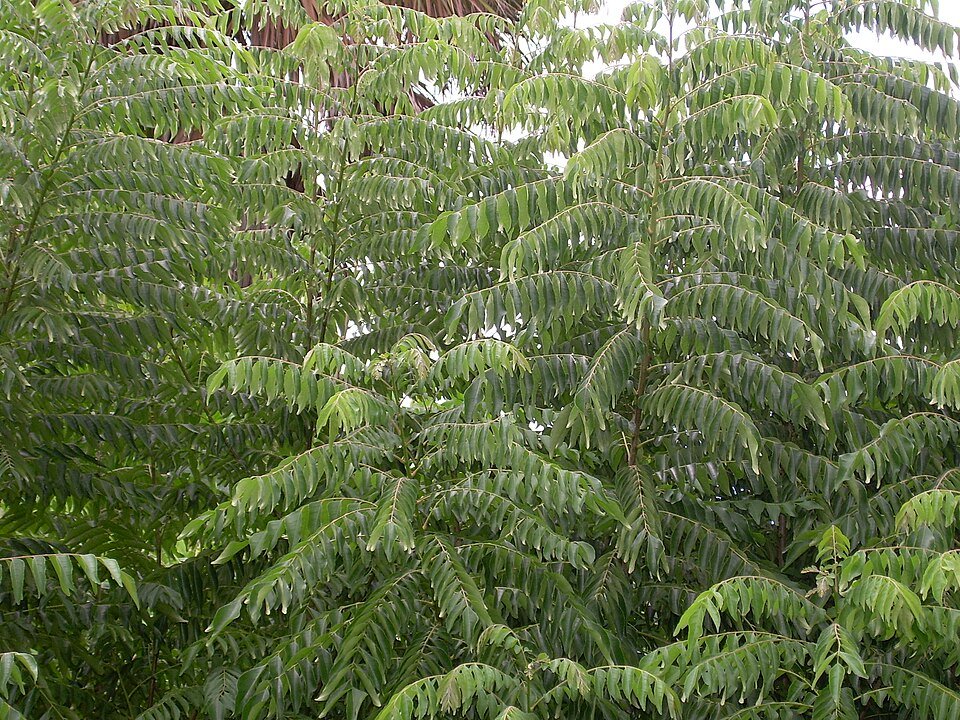 Curry Tree (Murraya koenigii)