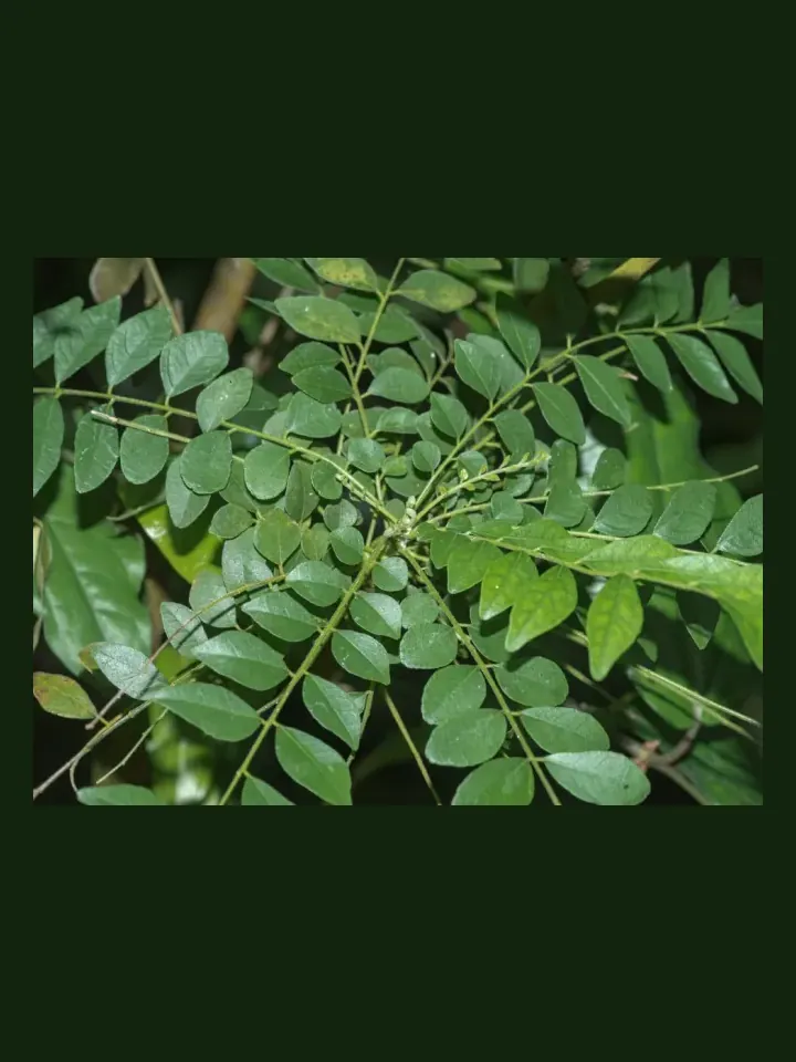 Curry Tree real-world photo reference (Murraya koenigii)