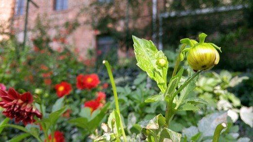 Dahlia (Dahlia spp.)