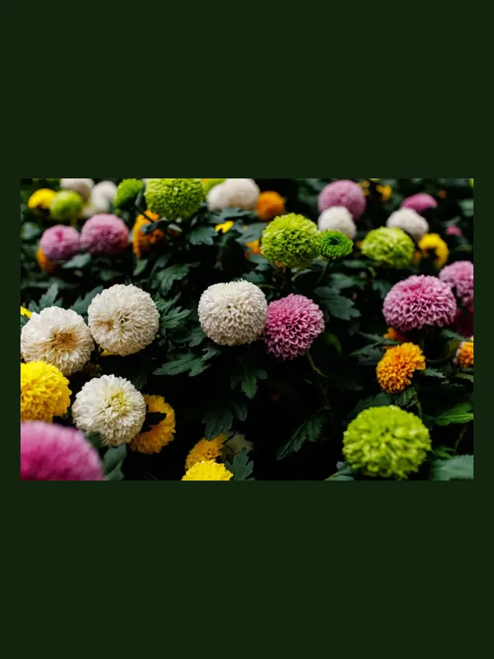 Dahlia real-world photo reference (Dahlia spp.)