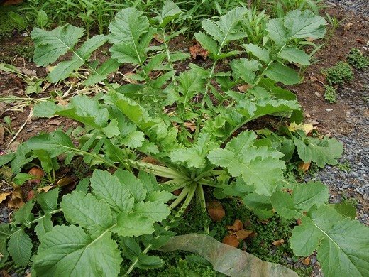 Daikon Radish