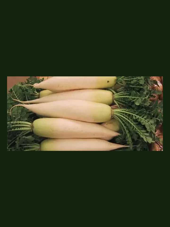 Daikon Radish real-world photo reference (Raphanus sativus var. longipinnatus)