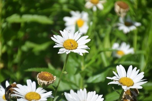 Daisy, Shasta (Leucanthemum x superbum)