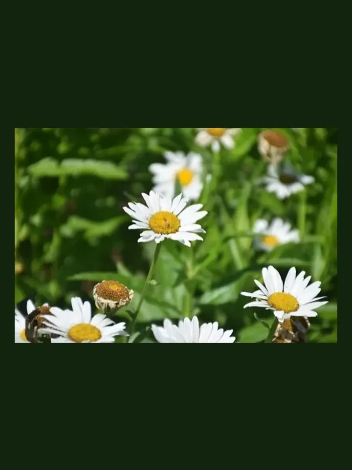 Daisy, Shasta real-world photo reference (Leucanthemum x superbum)