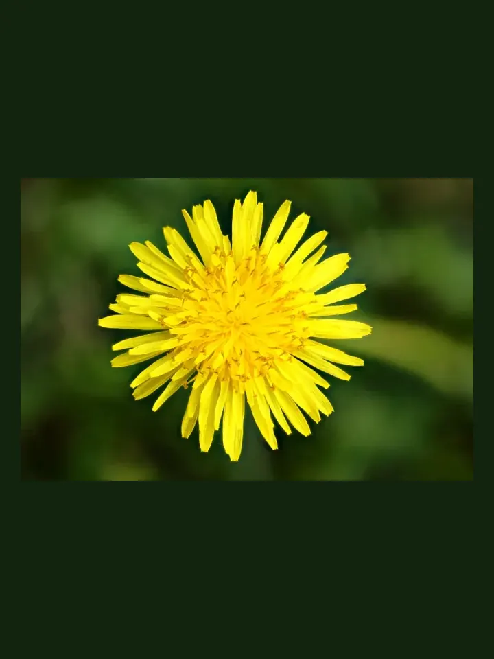Dandelion real-world photo reference (Taraxacum officinale)