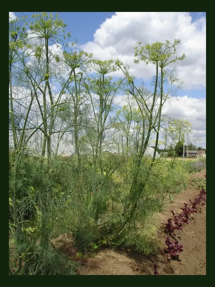 Dill real-world photo reference (Anethum graveolens)