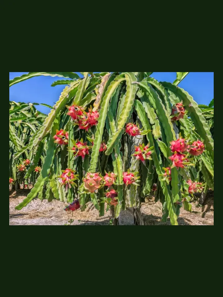 Dragon Fruit real-world photo reference (Selenicereus undatus)