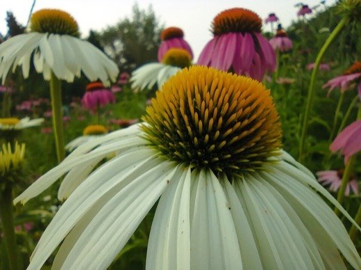 Echinacea (Echinacea purpurea)
