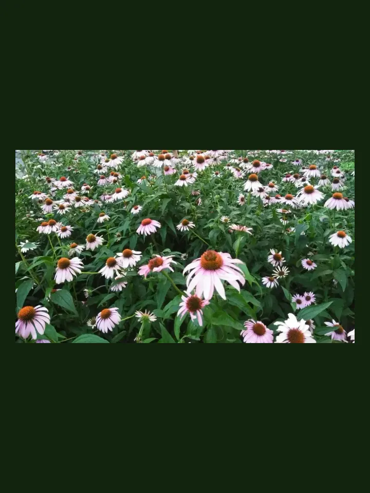 Echinacea real-world photo reference (Echinacea purpurea)
