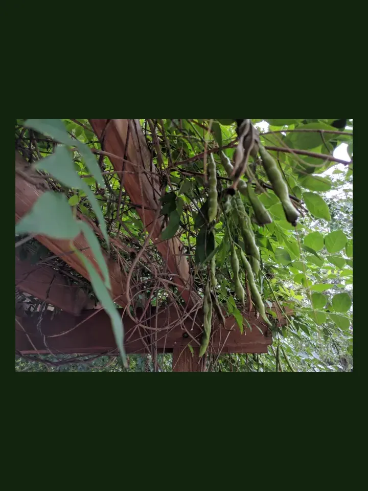 Edamame real-world photo reference (Glycine max)