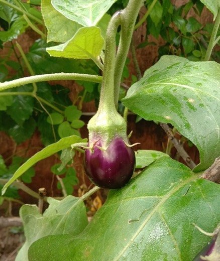 Eggplant (Solanum melongena)