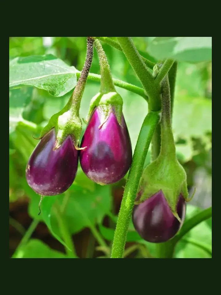 Eggplant real-world photo reference (Solanum melongena)