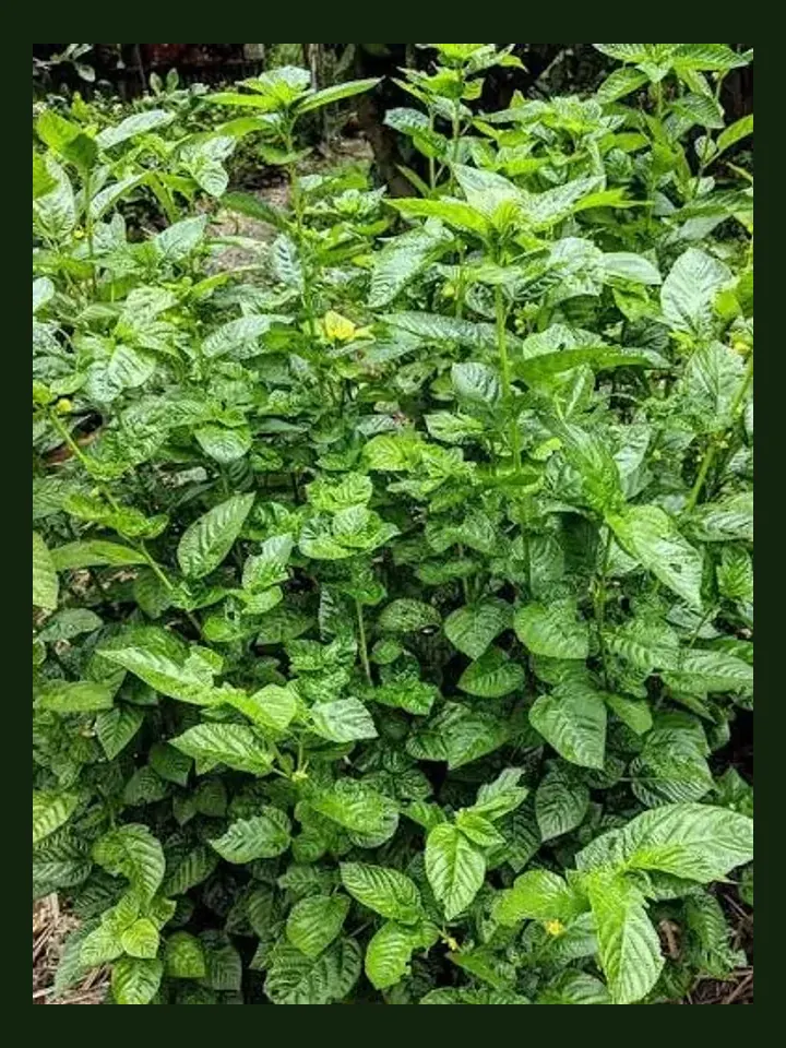 Egyptian Spinach real-world photo reference (Corchorus olitorius)