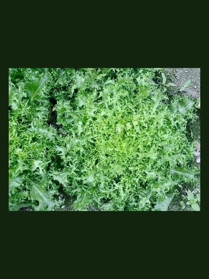 Escarole real-world photo reference (Cichorium endivia var. latifolium)